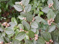 Cotoneaster franchetii 9, Franchet’s cotoneaster,  Saxifraga-Rutger Barendse