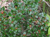 Cotoneaster hjelmqvistii 3, Saxifraga-Rutger Barendse