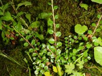 Cotoneaster hjelmqvistii 4, Saxifraga-Rutger Barendse