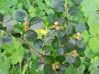 Cotoneaster hjelmqvistii 5, Saxifraga-Rutger Barendse