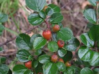 Cotoneaster hjelmqvistii 6, Saxifraga-Rutger Barendse