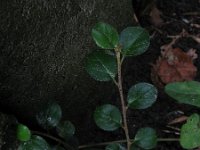 Cotoneaster hjelmqvistii 7, Saxifraga-Rutger Barendse