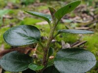 Cotoneaster horizontalis, Rockspray