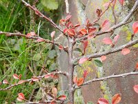 Cotoneaster horizontalis 10, Vlakke dwergmispel,  Saxifraga-Rutger Barendse