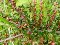 Cotoneaster horizontalis 11, Vlakke dwergmispel,  Saxifraga-Rutger Barendse