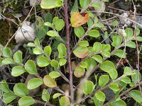 Cotoneaster horizontalis 2, Vlakke dwergmispel,  Saxifraga-Rutger Barendse