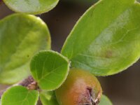 Cotoneaster horizontalis 3, Vlakke dwergmispel,  Saxifraga-Rutger Barendse