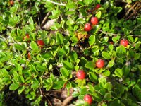 Cotoneaster horizontalis 4, Vlakke dwergmispel,  Saxifraga-Rutger Barendse