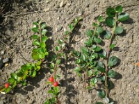Cotoneaster horizontalis 5, Vlakke dwergmispel,  Saxifraga-Rutger Barendse