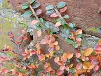Cotoneaster horizontalis 6, Vlakke dwergmispel,  Saxifraga-Rutger Barendse