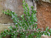 Cotoneaster horizontalis 7, Vlakke dwergmispel,  Saxifraga-Rutger Barendse