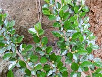 Cotoneaster horizontalis 8, Vlakke dwergmispel,  Saxifraga-Rutger Barendse