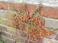 Cotoneaster horizontalis 9, Vlakke dwergmispel,  Saxifraga-Rutger Barendse
