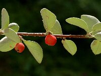 Cotoneaster integerrimus, Wild Cotoneaster