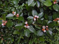 Cotoneaster integerrimus 10, Wilde dwergmispel,  Saxifraga-Ed Stikvoort