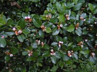 Cotoneaster integerrimus 11, Wilde dwergmispel,  Saxifraga-Ed Stikvoort