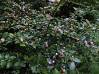 Cotoneaster integerrimus 12, Wilde dwergmispel,  Saxifraga-Ed Stikvoort