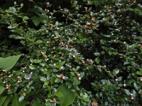 Cotoneaster integerrimus 13, Wilde dwergmispel,  Saxifraga-Ed Stikvoort