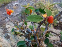Cotoneaster integerrimus 14, Wilde dwergmispel,  Saxifraga-Ed Stikvoort