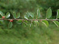 Cotoneaster integerrimus 2, Wilde dwergmispel,  Saxifraga-Jan van der Straaten