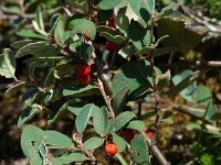 Cotoneaster integerrimus 3, Wilde dwergmispel,  Saxifraga-Jan van der Straaten