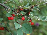 Cotoneaster integerrimus 4, Wilde dwergmispel,  Saxifraga-Jan van der Straaten