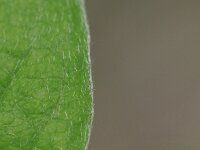 Cotoneaster integerrimus 5, Wilde dwergmispel,  Saxifraga-Rutger Barendse