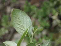 Cotoneaster integerrimus 6, Wilde dwergmispel,  Saxifraga-Rutger Barendse