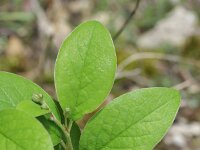 Cotoneaster integerrimus 7, Wilde dwergmispel,  Saxifraga-Rutger Barendse