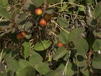 Cotoneaster integerrimus 8, Wilde dwergmispel,  Saxifraga-Willem van Kruijsbergen