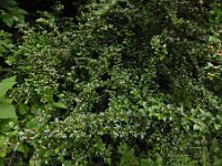 Cotoneaster integerrimus 9, Wilde dwergmispel,  Saxifraga-Ed Stikvoort