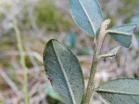 Cotoneaster integrifolius