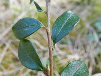 Cotoneaster integrifolius 2, Kleinbladige cotoneaster, Saxifraga-Rutger Barendse