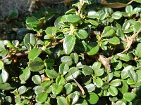 Cotoneaster integrifolius 3, Kleinbladige cotoneaster, Saxifraga-Rutger Barendse