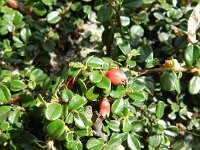 Cotoneaster integrifolius 4, Kleinbladige cotoneaster, Saxifraga-Rutger Barendse