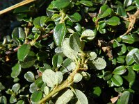 Cotoneaster integrifolius 5, Kleinbladige cotoneaster, Saxifraga-Rutger Barendse
