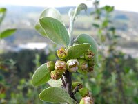 Cotoneaster integrifolius 6, Kleinbladige cotoneaster, Saxifraga-Rutger Barendse
