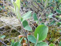 Cotoneaster integrifolius 7, Kleinbladige cotoneaster, Saxifraga-Rutger Barendse