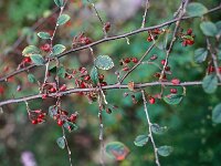 Cotoneaster nebrodensis