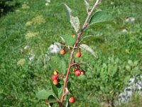 Cotoneaster nebrodensis 2, Viltige dwergmispel, Saxifraga-Jasenka Topic