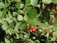 Cotoneaster nebrodensis 3, Viltige dwergmispel, Saxifraga-Rutger Barendse