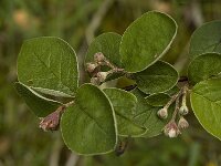 Cotoneaster nebrodensis 4, Viltige dwergmispel, Saxifraga-Marijke Verhagen