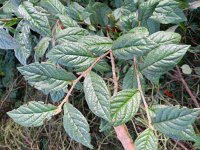 Cotoneaster rehderi 5, Rimpelige cotoneaster, Saxifraga-Rutger Barendse