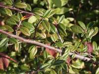 Cotoneaster salicifolius 2, Wilgbladige cotoneaster, Saxifraga-Rutger Barendse