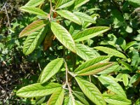 Cotoneaster salicifolius 3, Wilgbladige cotoneaster, Saxifraga-Rutger Barendse