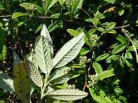 Cotoneaster salicifolius 4, Wilgbladige cotoneaster, Saxifraga-Rutger Barendse