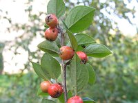 Cotoneaster symondsii