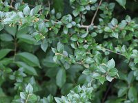 Cotoneaster symondsii 3, Saxifraga-Rutger Barendse