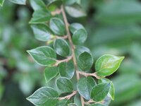 Cotoneaster symondsii 4, Saxifraga-Rutger Barendse
