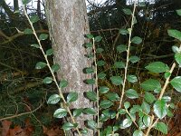 Cotoneaster symondsii 8, Saxifraga-Rutger Barendse